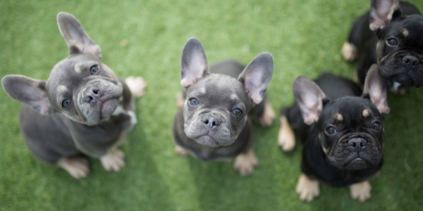 Petland shop french bulldog