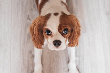 Cavalier King Charles Spaniel