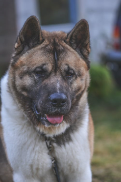 Akita Inu