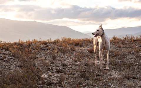 Greyhound