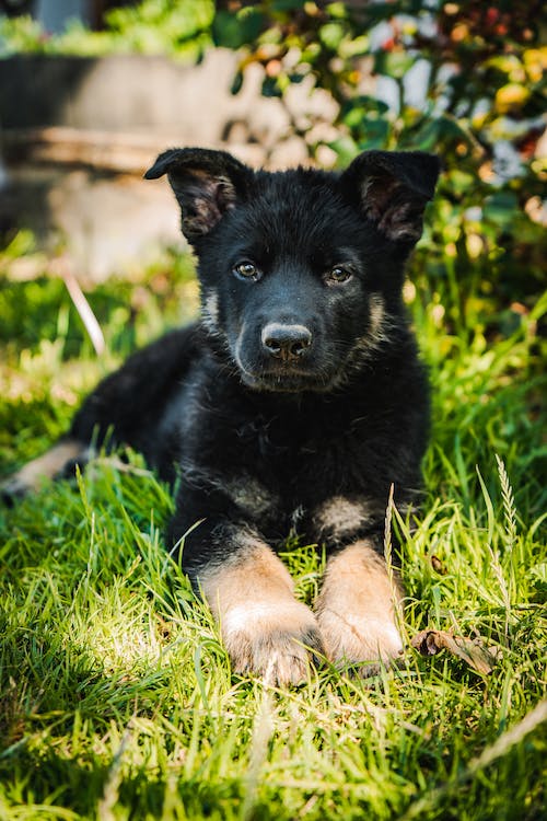 GERMAN SHEPHERD