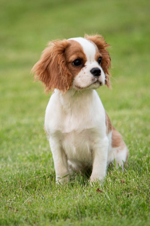 Two of America's Favorites  The French Bull Dog and The Cavalier King  Charles Spaniel - Petland Village of East Side, PA