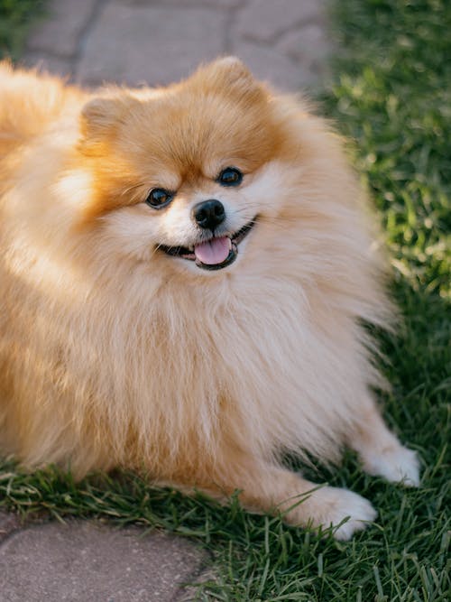 Pomeranian pup breed