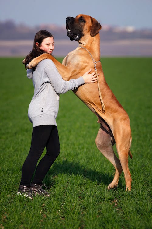 Alpine lion hot sale boerboel