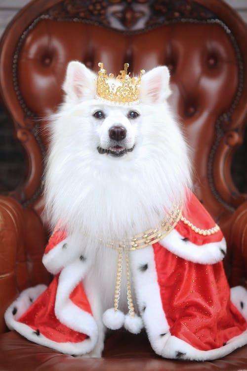 Samoyed costume 2025 for human