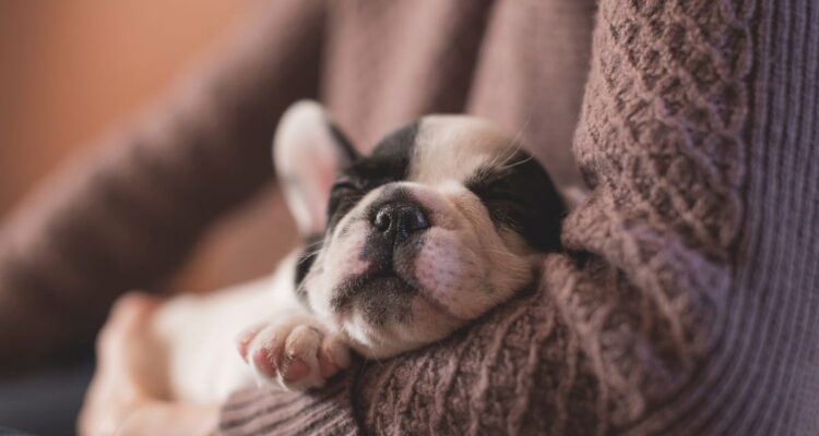 dog breeders