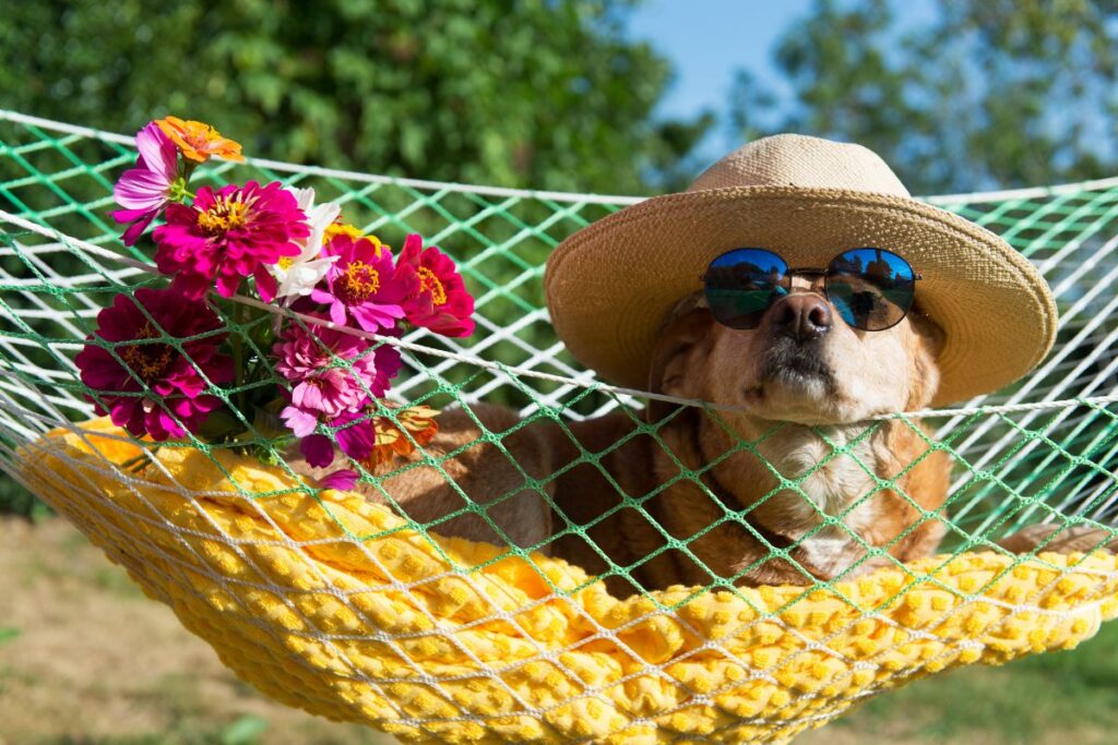 puppies in summer
