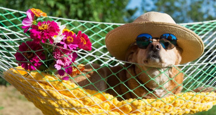 puppies in summer
