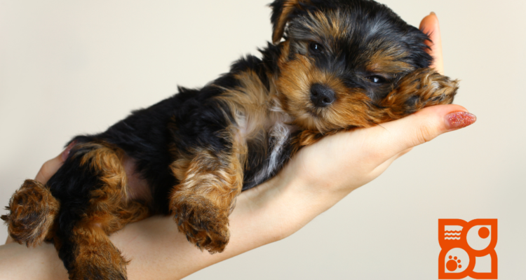 Petland Puppies